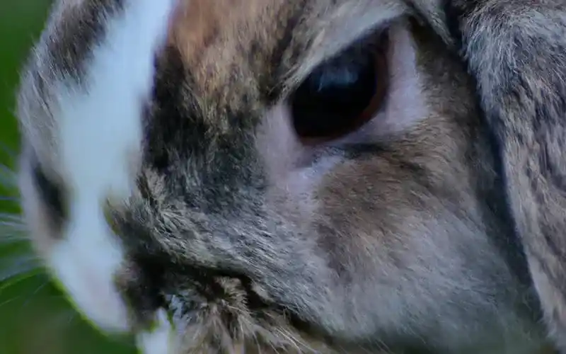 Поле зрения у кролика