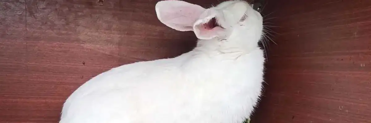 Кролик царапает ухо