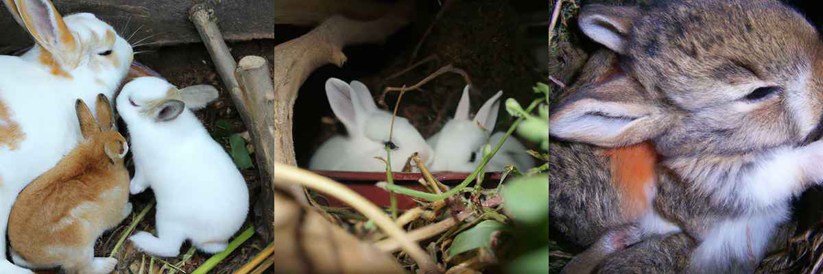 Как часто рожает крольчиха?