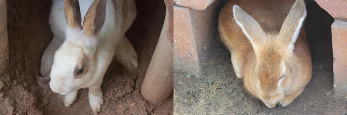 Содержание кроликов в ямах