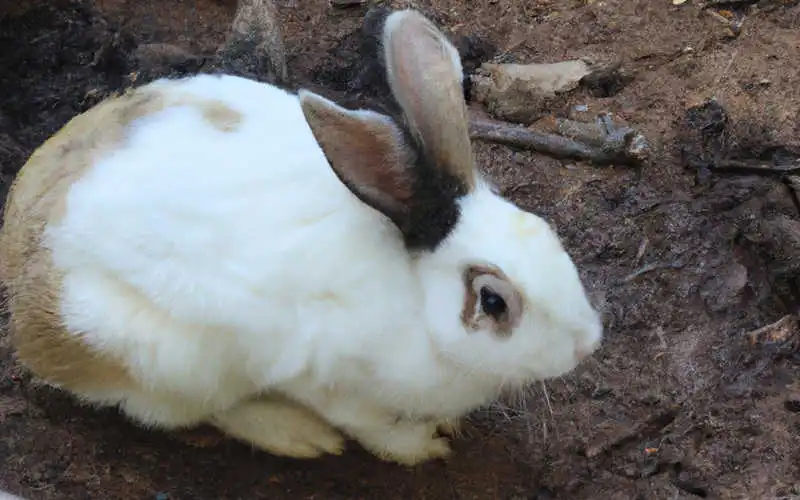 Жизнь кроликов в ямах