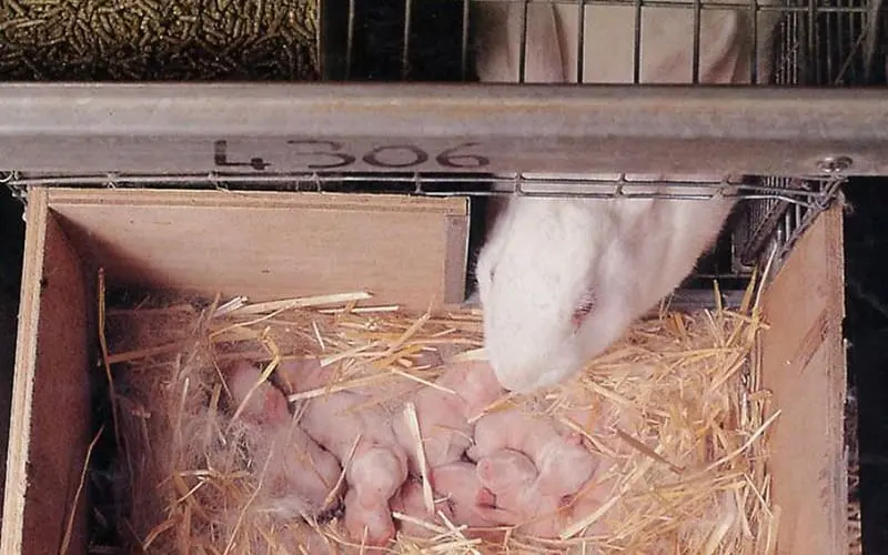 Гнезда для кроликов
