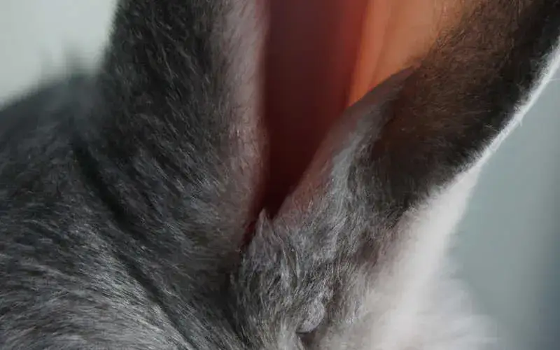 Кролик царапает ухо и уши