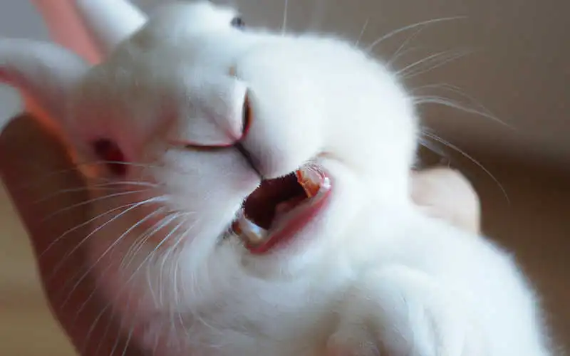Здоровье зубов кролика